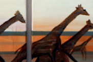 Running Giraffes